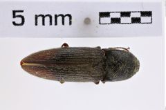 Foto (Dorsalansicht) von Melanotus zwaluwenburgi (NHMW-ZOO-COL-0007745)